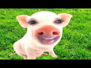Thumbnail image of video titled "The Meaning of Love -- by Dr. Pig The Psychiatrist (Dr. Pig Episode #5)" by Daniel Mackler