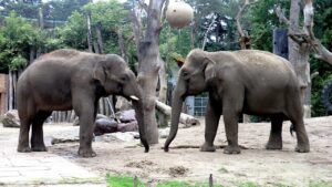 Thumbnail image of video titled "I Respect Zoo Animals That Won’t Breed — And What We Can Learn from Them" by Daniel Mackler