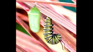 Thumbnail image of video titled "Humanity Is Stuck in a Larval Phase -- And Will We Evolve?" by Daniel Mackler