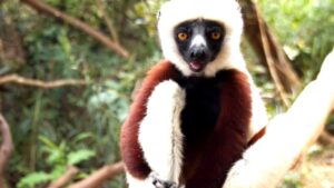 Thumbnail image of video titled "Dishonest Nature Shows — Entertainment to Comfort the Comfortable" by Daniel Mackler