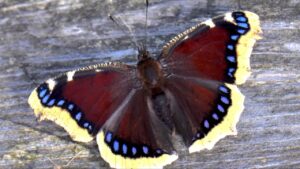Thumbnail image of video titled "My Transformation From Caterpillar to Butterfly — On Loving Nature and Grieving Childhood Trauma" by Daniel Mackler