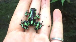 Thumbnail image of video titled "Playing with a Poison Dart Frog — Thoughts on Living Life