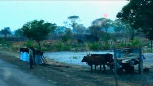 Thumbnail image of video titled "Why Is Madness More Common in Men in Southern Africa?" by Daniel Mackler