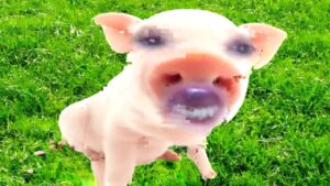 Thumbnail image of video titled "The Brain Versus the Mind: Dr. Pig The Psychiatrist Teaches Us (Dr. Pig Episode #3)" by Daniel Mackler