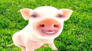 Thumbnail image of video titled "Dr. Pig’s Experiment