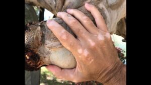 Thumbnail image of video titled "An Analysis of Psychosomatic Illness — Its Relation to Unresolved Childhood Trauma" by Daniel Mackler